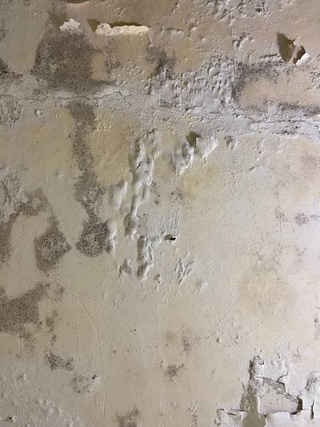 Best Emergency Mold Removal  in Granbury, TX