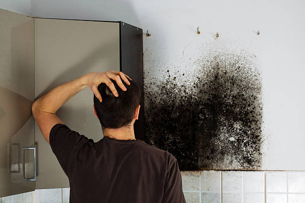 Best Black Mold Removal  in Granbury, TX