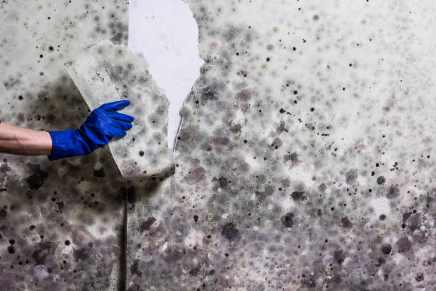 Trusted Granbury, TX Mold Removal Experts